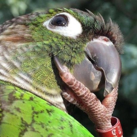 Аватар (Ара Нарский)